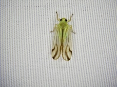 Catullia vittata