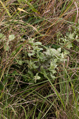 Helichrysum panduratum