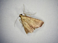 Endotricha minialis