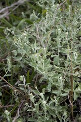 Helichrysum panduratum