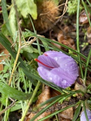 Crocus