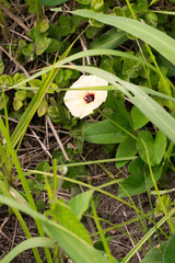 Hewittia malabarica