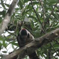 Dendrocopos syriacus