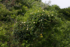 Hewittia malabarica