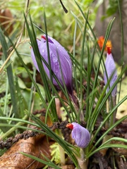 Crocus