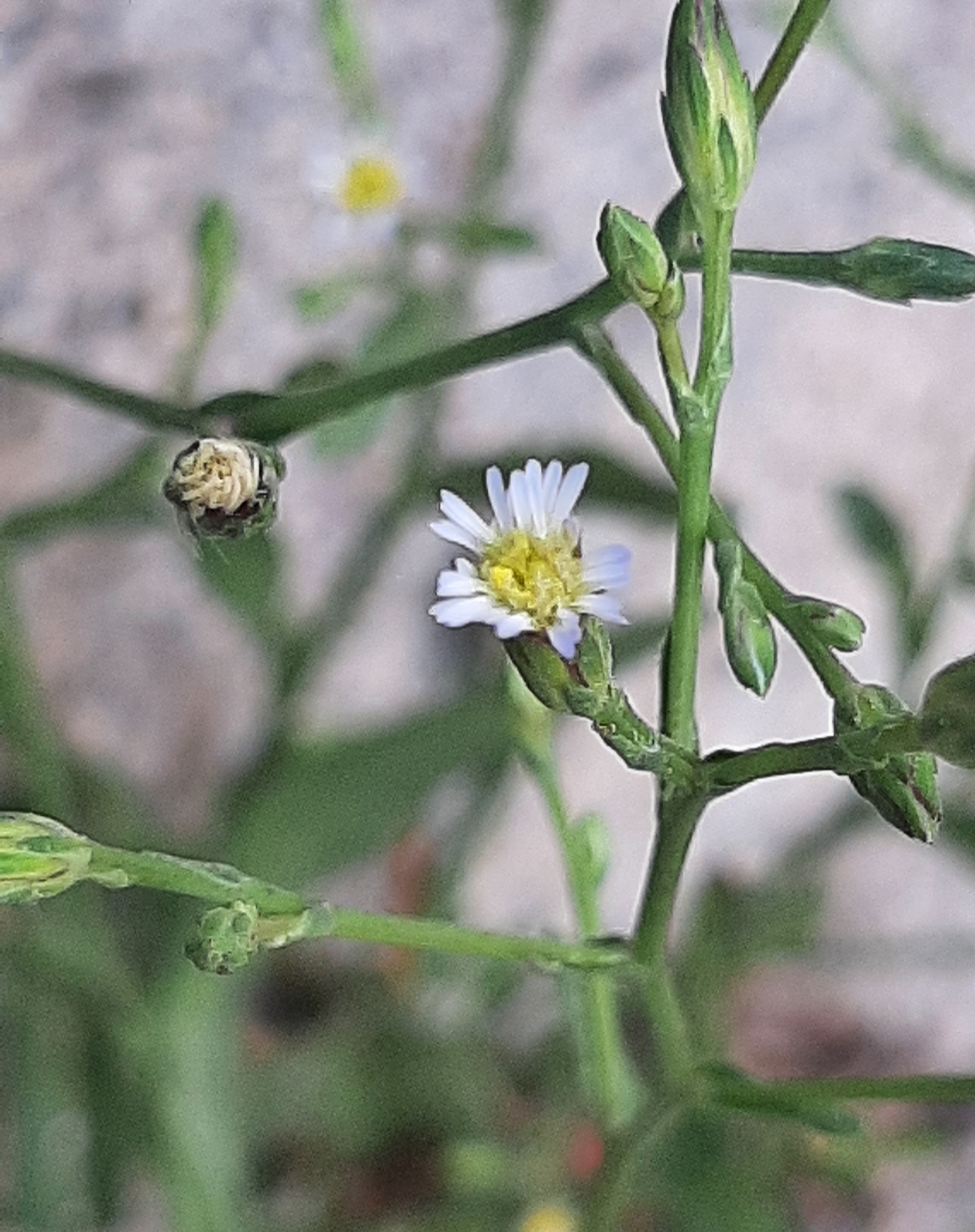 Welcome - National Day Laborer Organizing Network (NDLON), image size:1621x2048