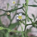 Symphyotrichum subulatum squamatum - Photo (c) lorenzodotti, μερικά δικαιώματα διατηρούνται (CC BY-NC), uploaded by lorenzodotti