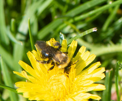 Melandrena