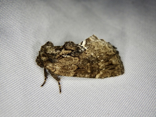 Lophontosia