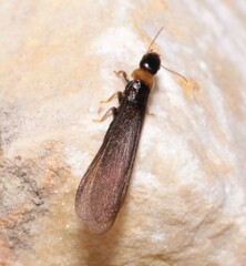 Kalotermes flavicollis