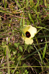 Hibiscus surattensis