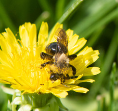 Melandrena
