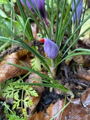 Crocus