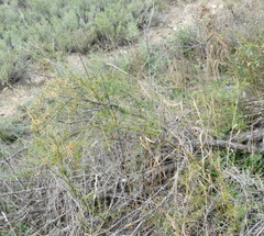 Asparagus verticillatus