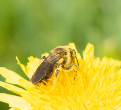Melandrena