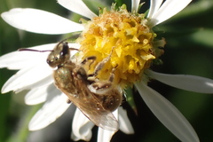 Lasioglossum pilosum