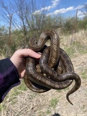 Lampropeltis calligaster