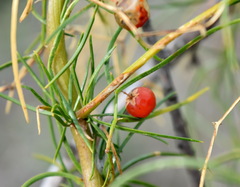 Asparagus verticillatus