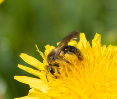 Melandrena
