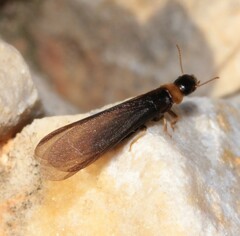 Kalotermes flavicollis