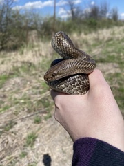 Lampropeltis calligaster