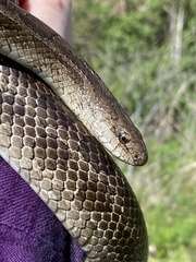 Lampropeltis calligaster