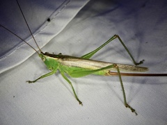 Conocephalus exemptus