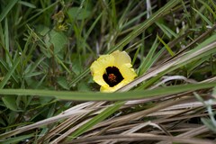 Hibiscus surattensis