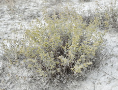 Artemisia lercheana
