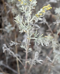 Artemisia lercheana