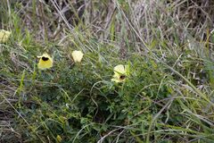 Hibiscus surattensis
