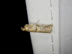 Conobathra tricolorella