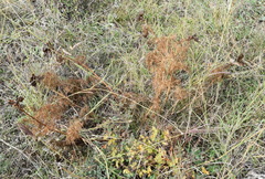 Paeonia tenuifolia