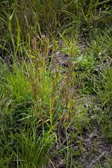 Hyparrhenia filipendula