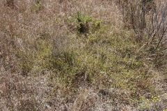 Aspalathus divaricata divaricata