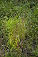 Hyparrhenia filipendula