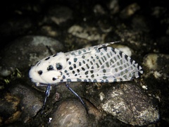 Zeuzera multistrigata