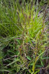Hyparrhenia filipendula