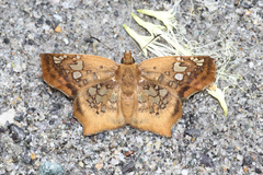 Ctenoptilum vasava