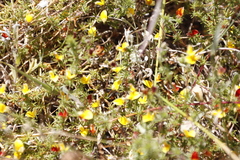 Aspalathus divaricata divaricata