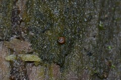 Punctum pygmaeum