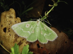 Thetidia albocostaria