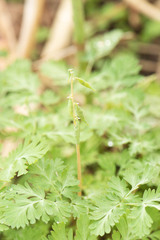 Dicentra canadensis