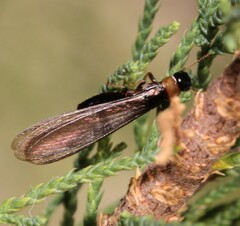 Kalotermes flavicollis
