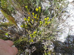 Gnidia juniperifolia