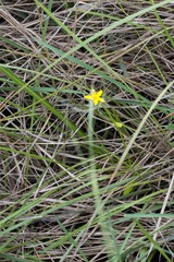 Hypoxis angustifolia