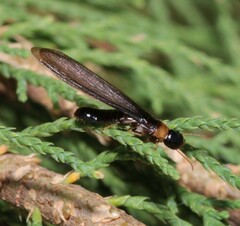 Kalotermes flavicollis