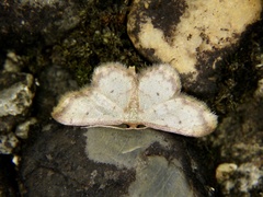 Idaea impexa