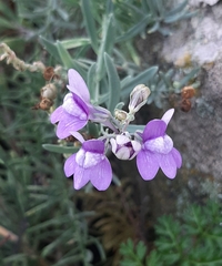 Linaria capraria