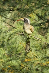 Lophoceros nasutus
